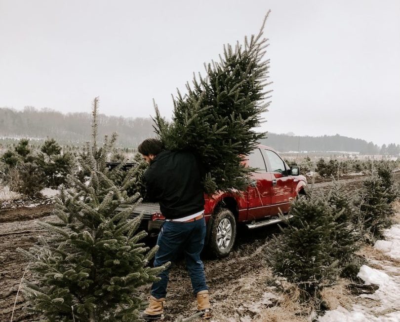 man carrying christmas tree