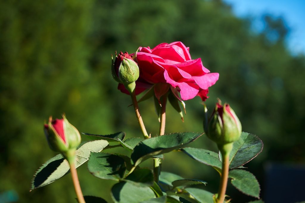 rose, heidi klum, floribunda