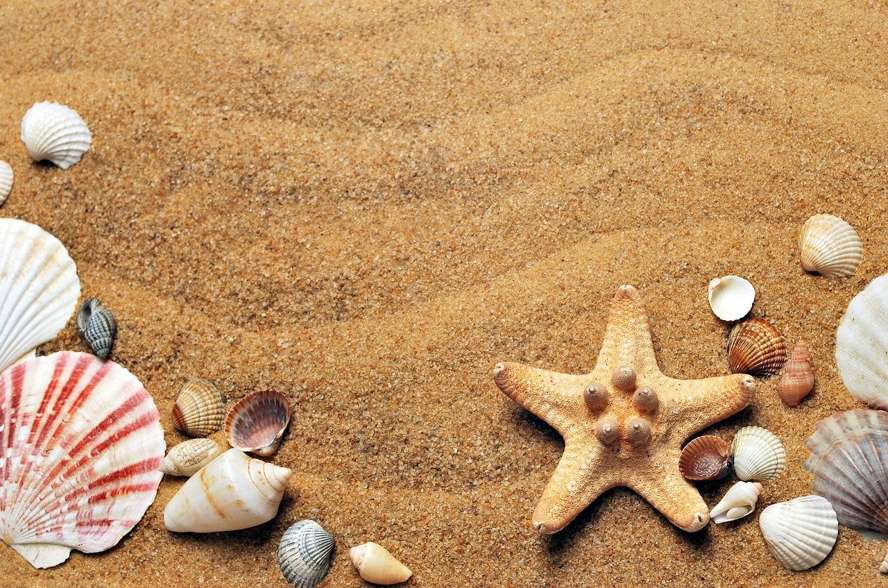 seashells, sand, desktop backgrounds