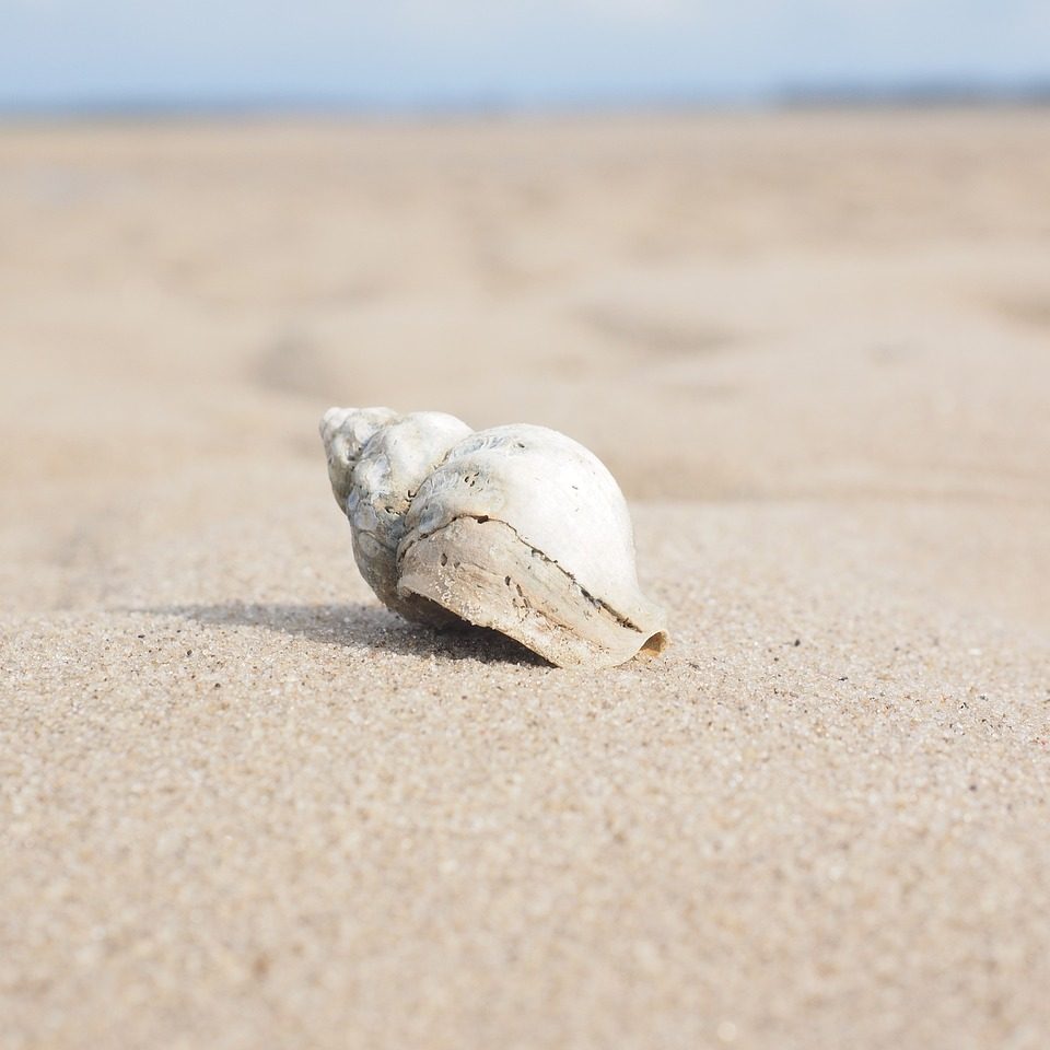 snail, whelk, shell