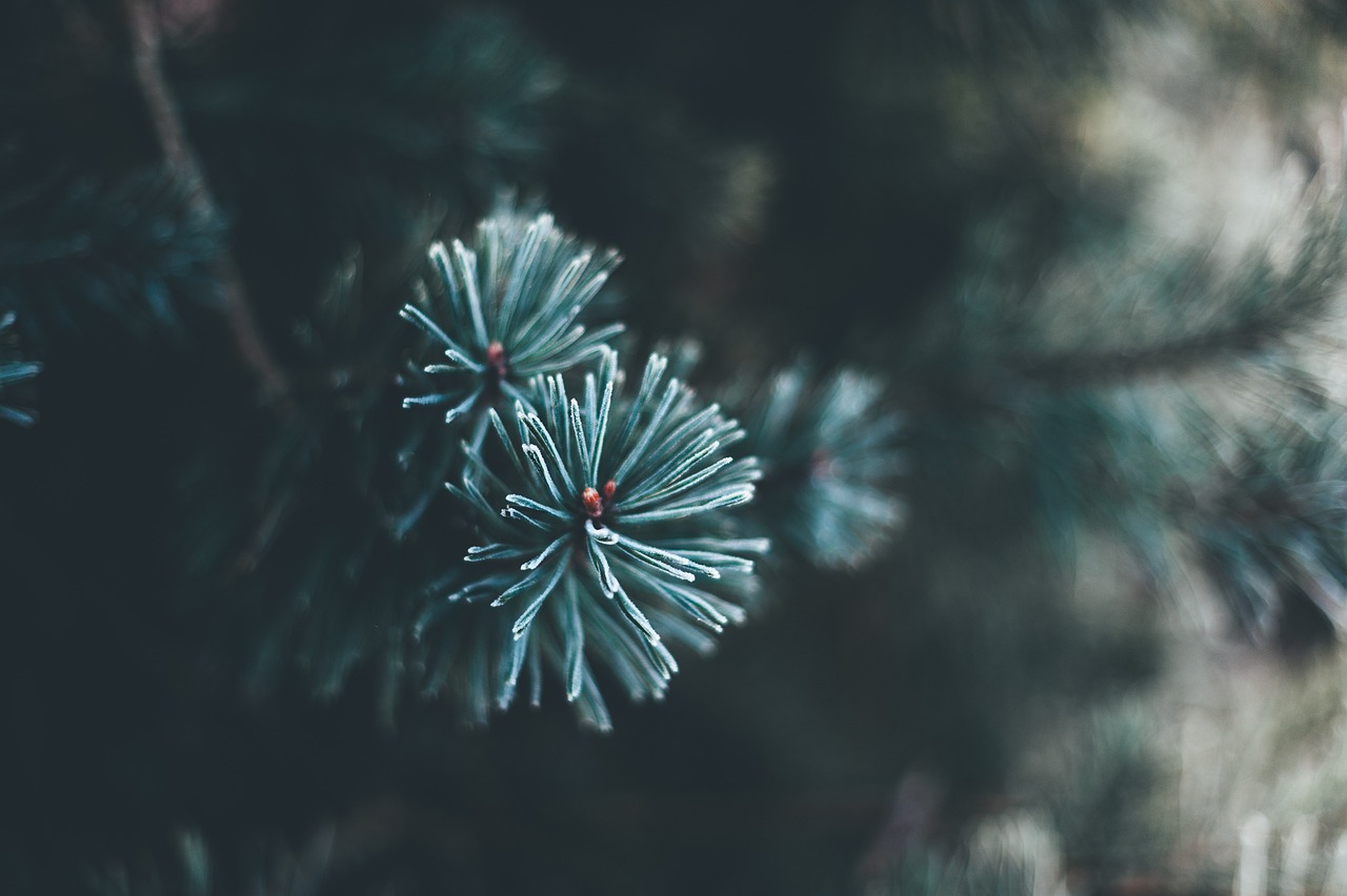christmas tree, fir, needles