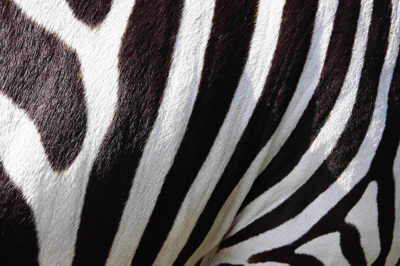 animal, zebra, stripes