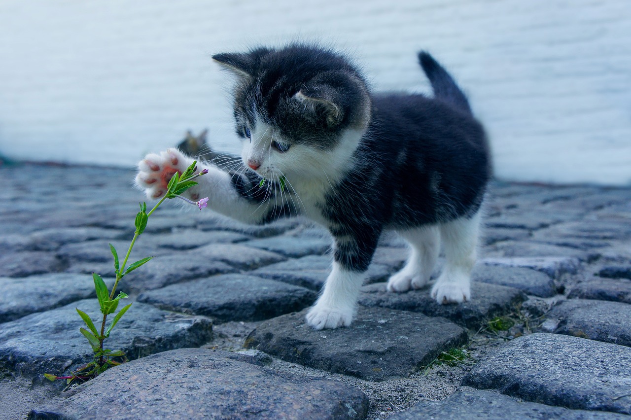 cat, animal, flower