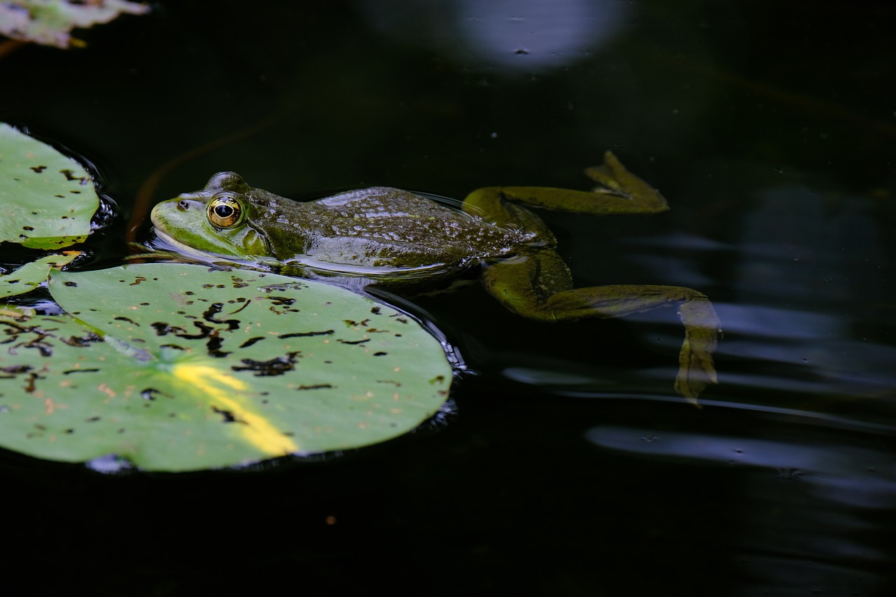 frog, pond, tree frog