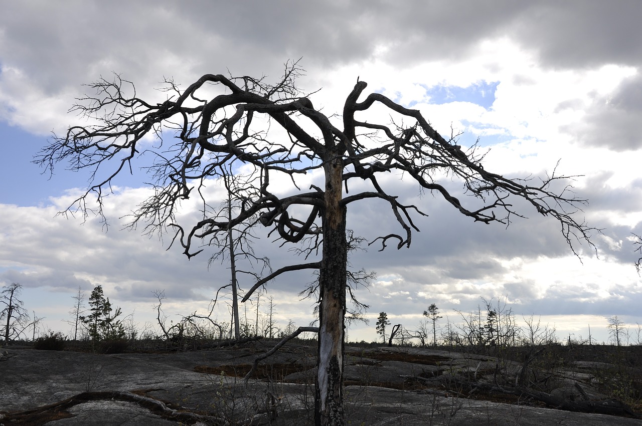 tree, dead tree, nature