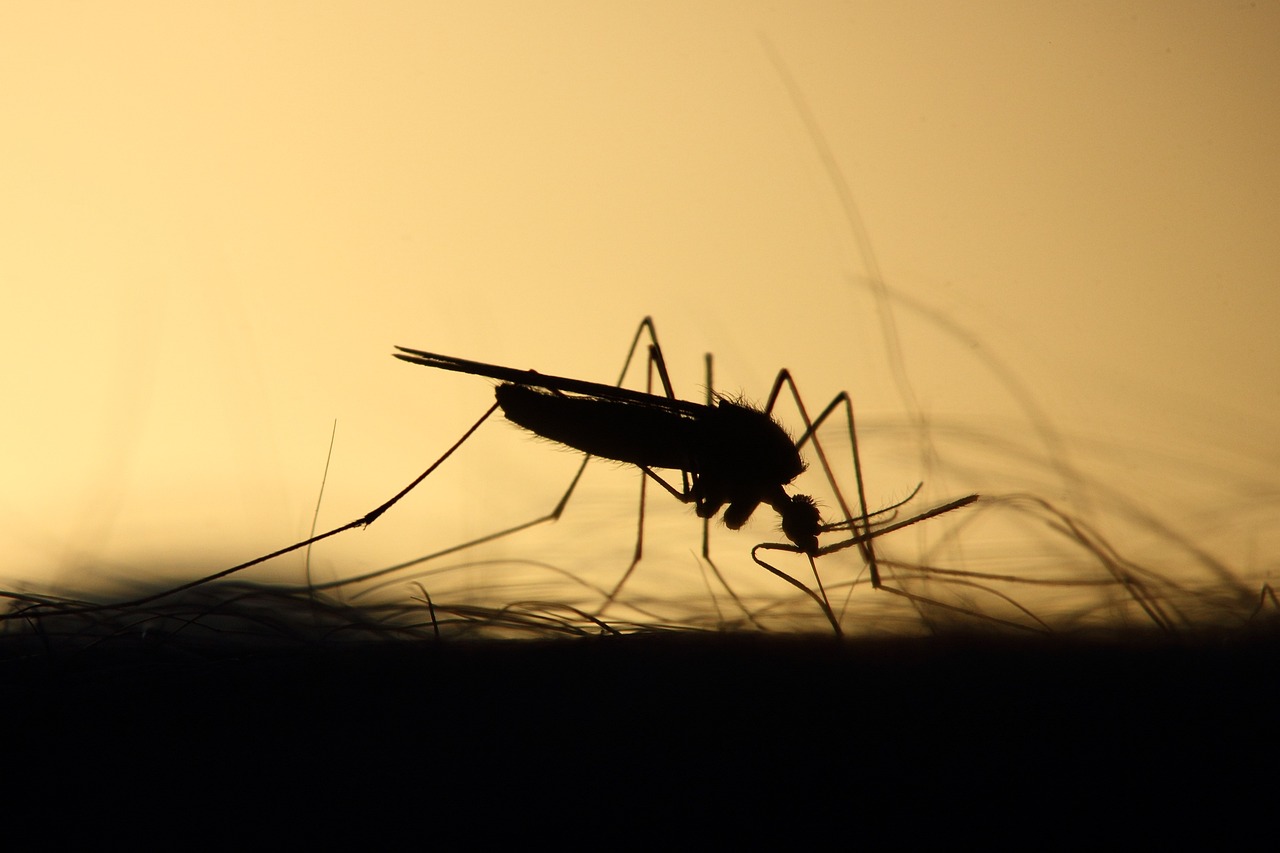 mosquito, feeding, silhouette