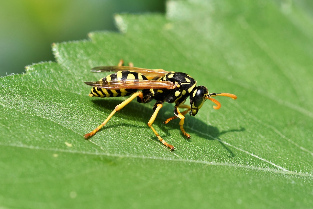 wasp, insect, sting