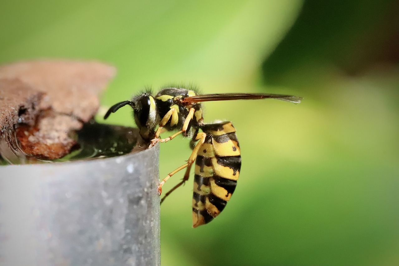 wasp, insect, hymenoptera