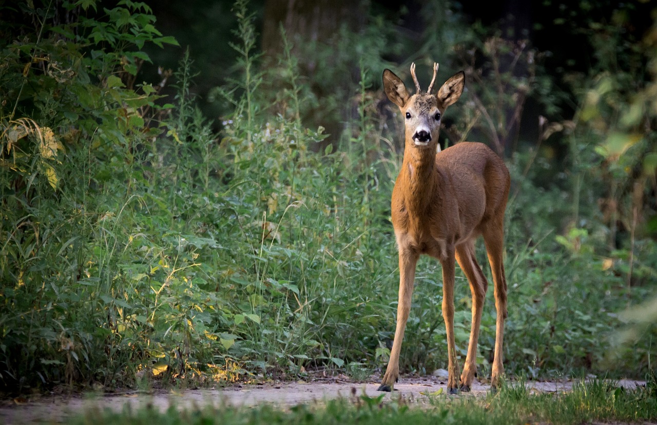 roe deer, capreolus capreolus, doe