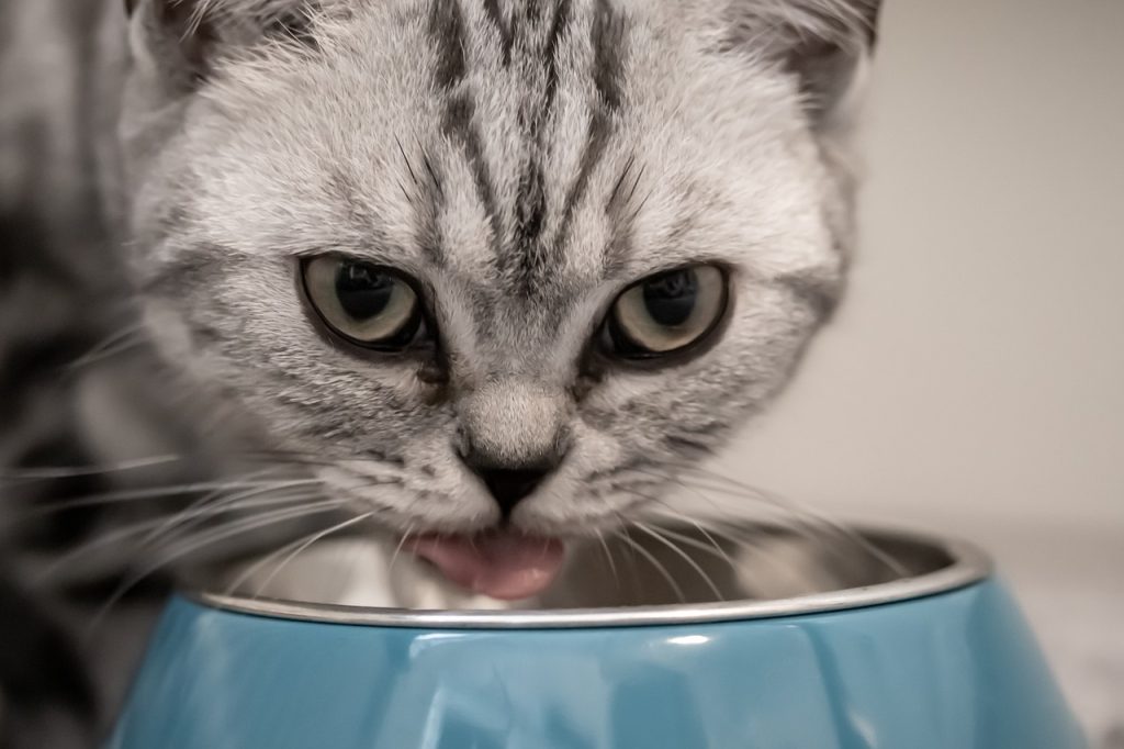 cat, feed, british shorthair