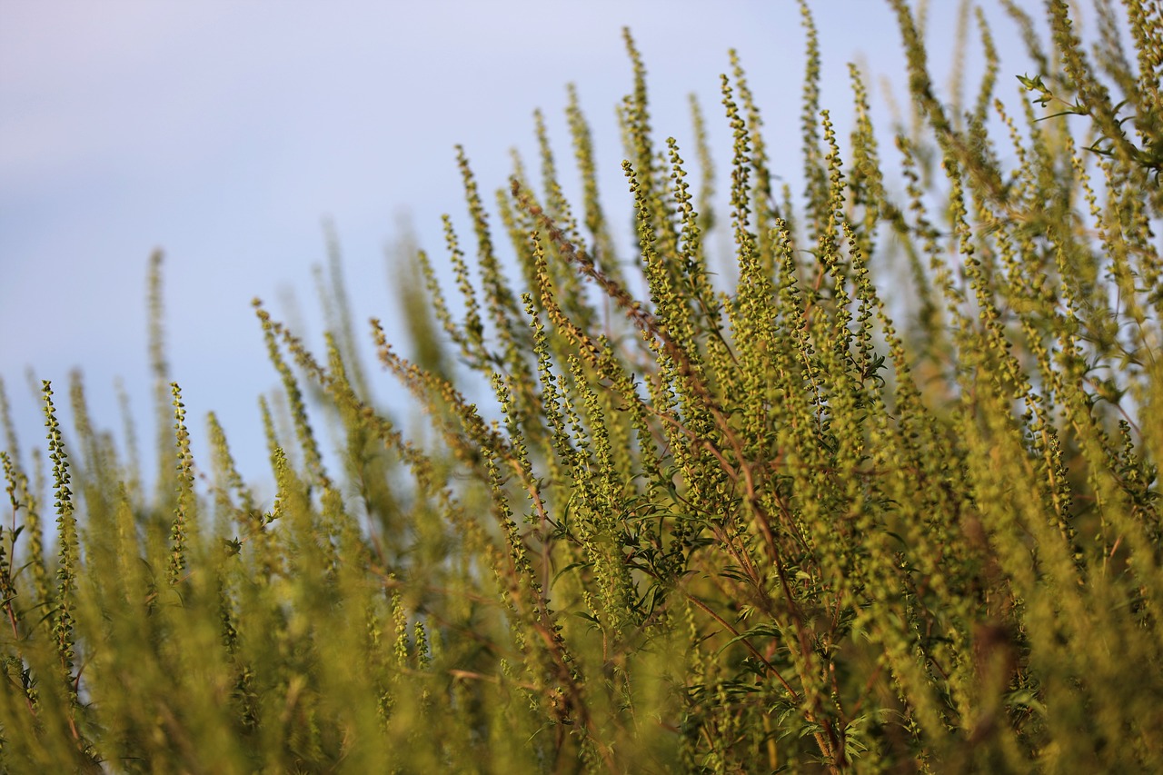 common ragweed, annual ragweed, low ragweed