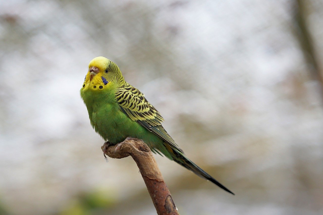 budgie, bird, plumage