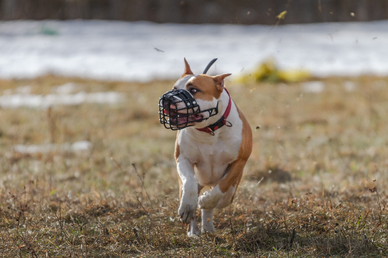 pit bull, dog, running