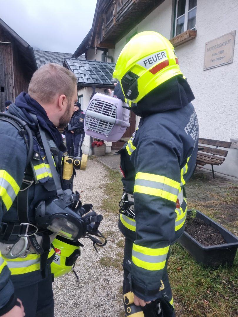 Katze Brand Feuerwehr