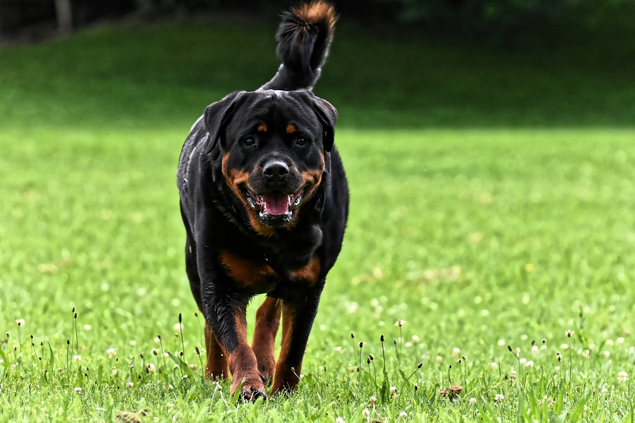 rottweiler, purebred dog, animal