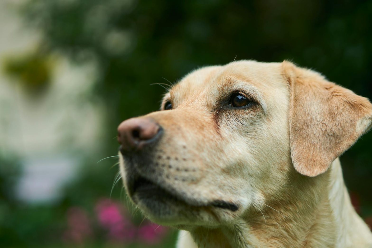 Charming close-up shot of a Labrador Retriever in a natural outdoor setting, showcasing its thoughtful gaze.