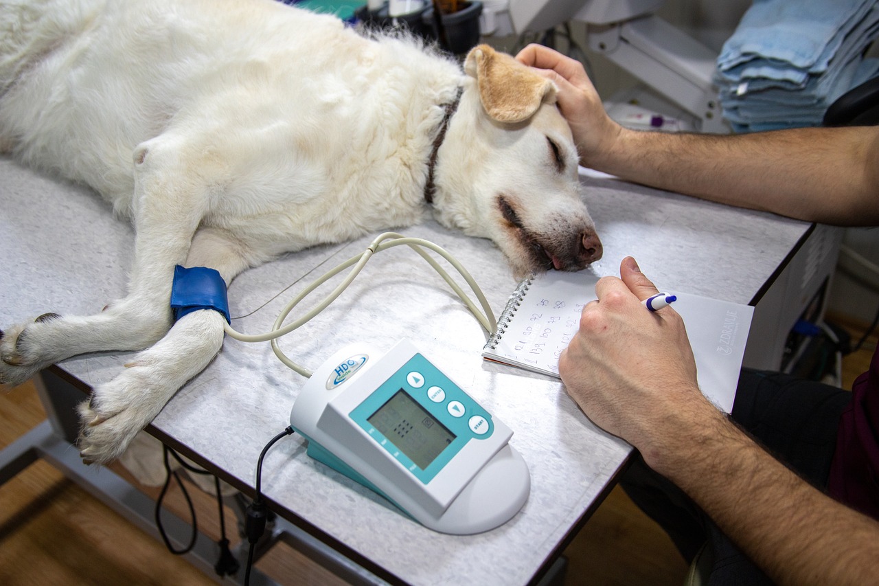 veterinary, blood pressure, pressure measurement, ecg, record, heart, cardiac examination, medicine, heart disease, dogs, cardiovascular pressure, dog examination, veterinary examination, dog on examination, nature, animal, vet, white, doctor, veterinarian, pet, canine