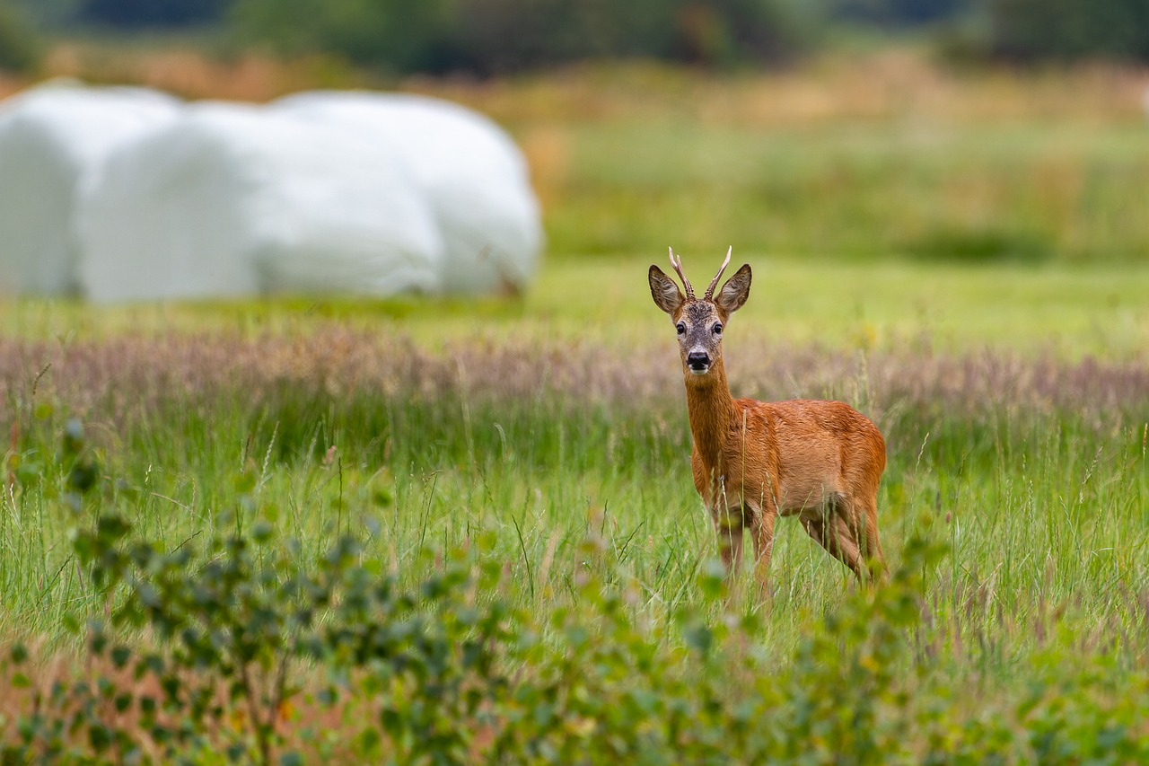 roe deer, deer, animal, nature, meadow, landscape, grass, pasture, wildlife, deer, deer, deer, deer, deer