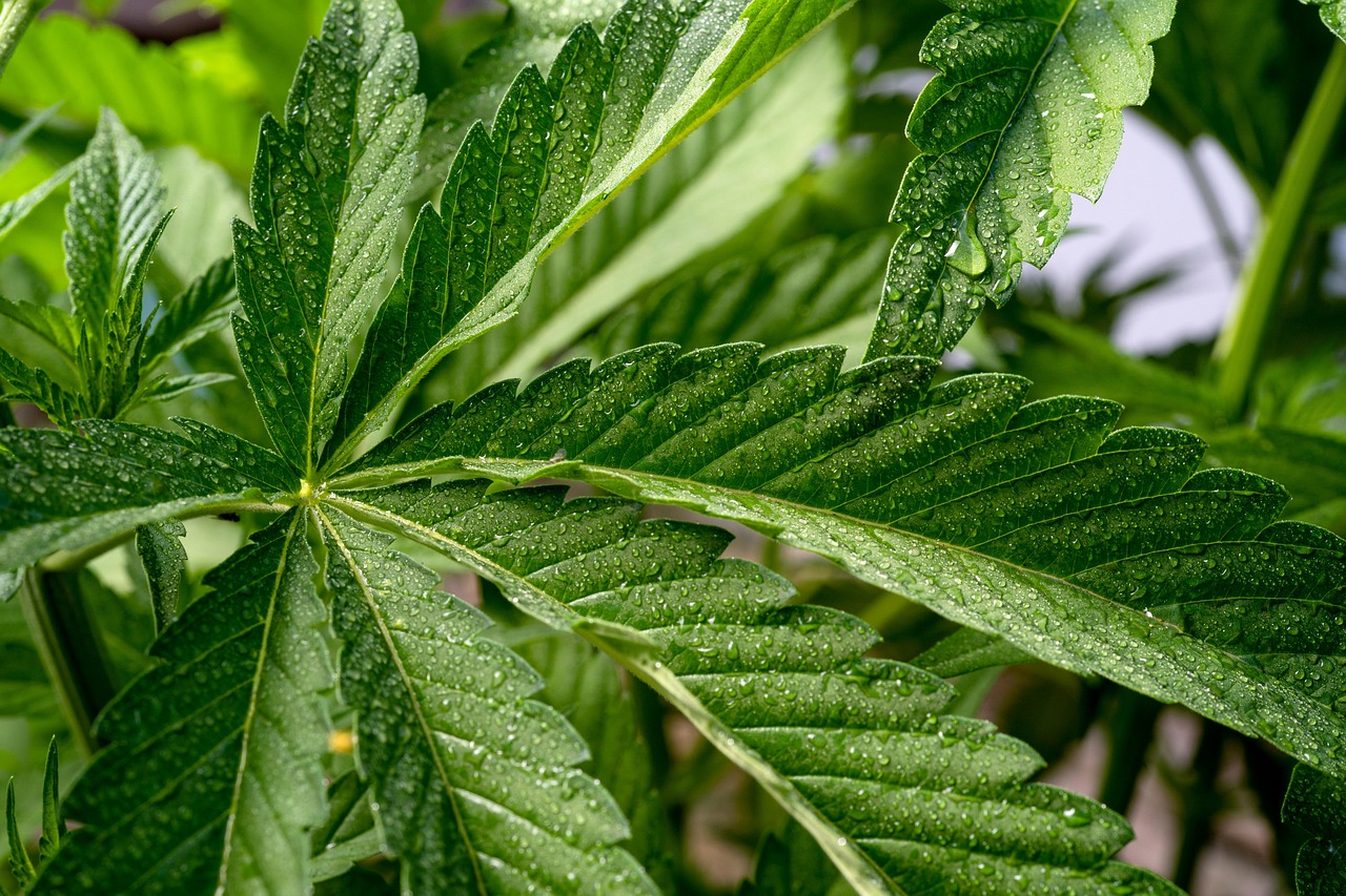 hemp, growth, sativa