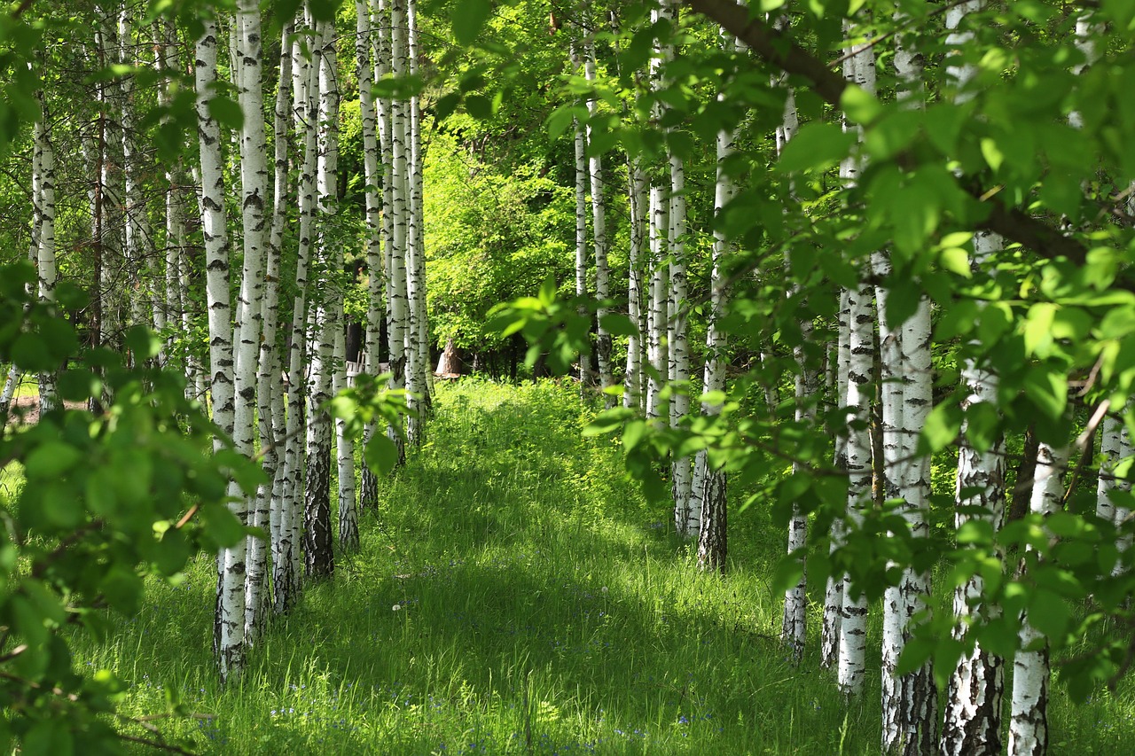 birke, bäume, birkenwald, natur, gras, wald, wald, wald, wald, wald, wald