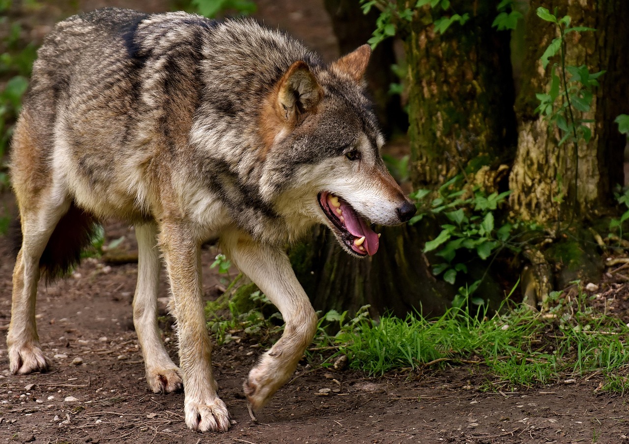 wolf, wild animal, wildlife, predator, animal, pack animal, wild, nature, carnivores, fur, canis lupus, face, close up, wilderness, dangerous, wolf face, snout, wolf head, zoo, hellabrunn, wolf, wolf, wolf, wolf, wolf