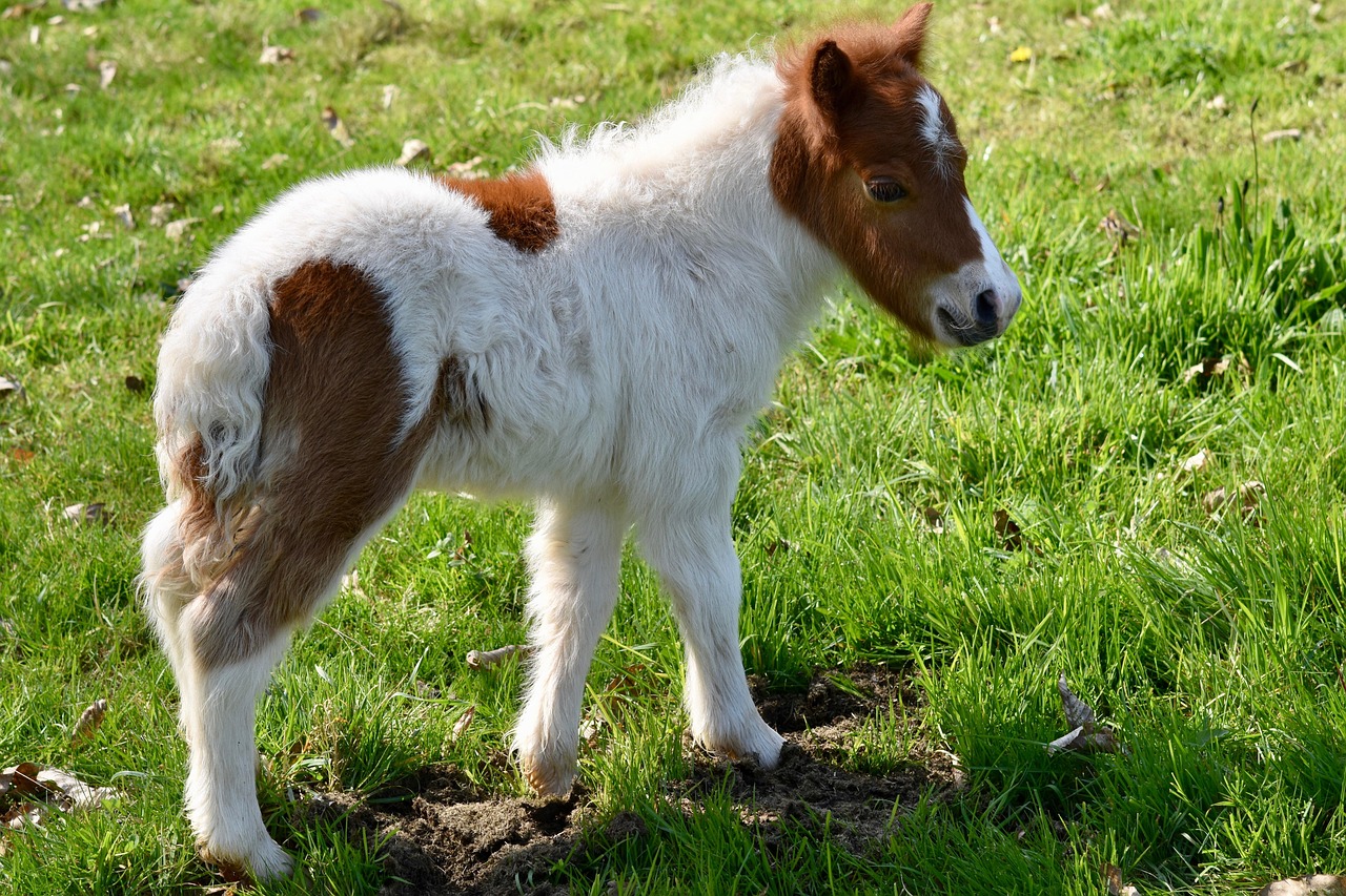 shetland pony, nature, foal, shetland pony jarod, pony pie sorrel prairie, equine, cute, pony, pastures, horse