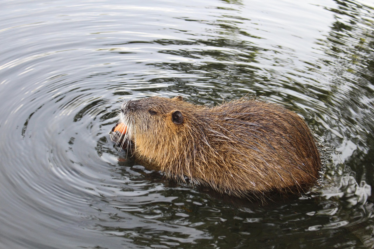 nutria, rodent, animal, lake, wet, gnaws, snack, fauna, nature, mammal, beaver
