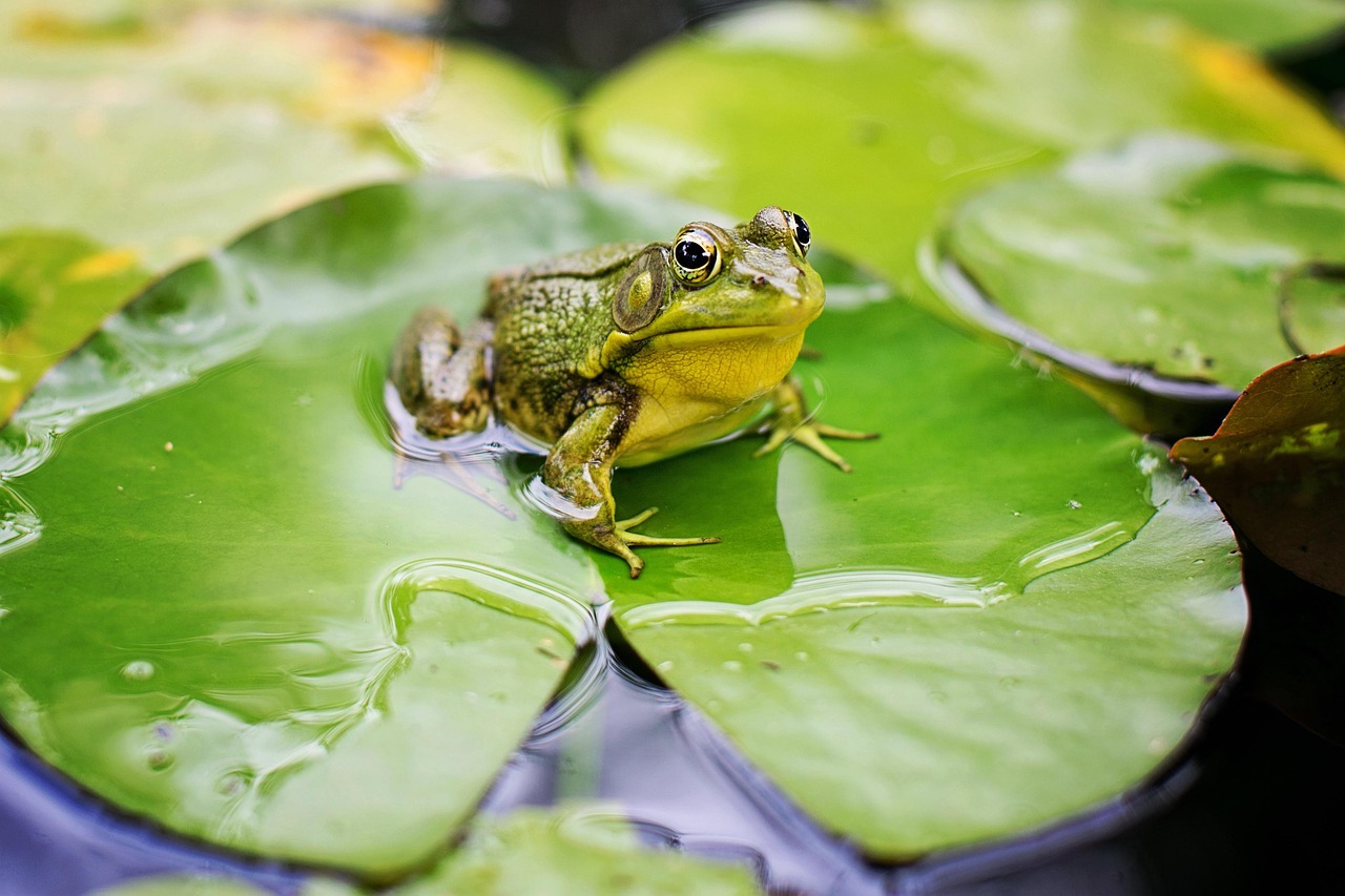 frog, animal, pond, water, nature, amphibian, vertebrate, animal photography, frog, frog, frog, frog, frog